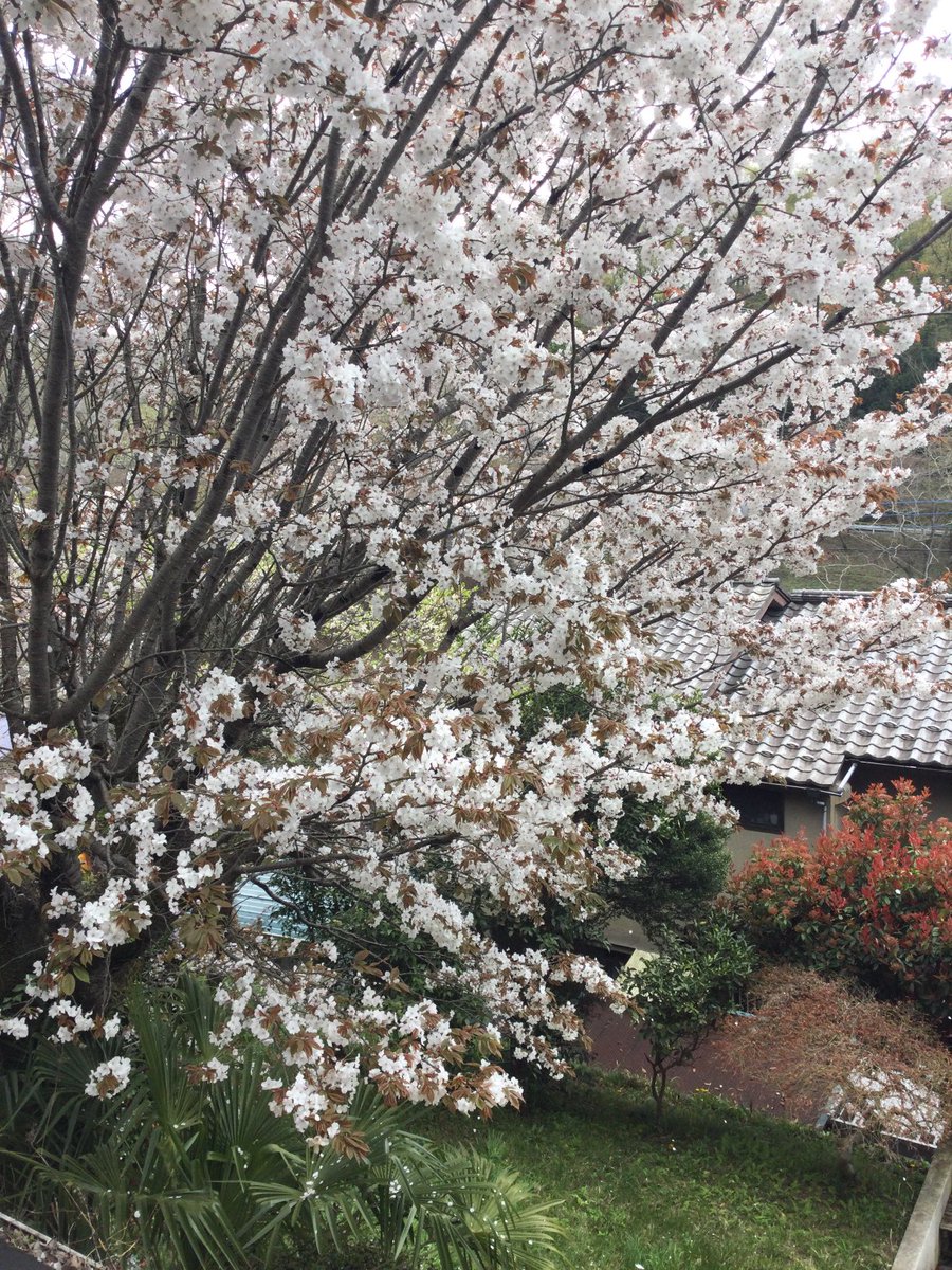 満開の桜。今日から散りはじめて、桜吹雪のわが家の庭。
キレイな風景だなぁ。
下北水中ライブ199回目、4/26に決まりました。4/8から予約開始。昼、夜の2部制です。