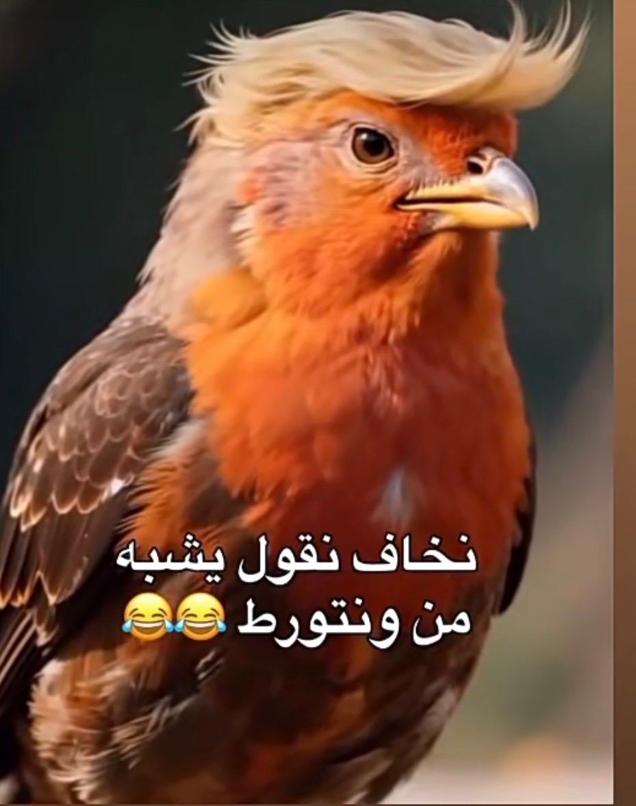 بنت نجد🕊️ 🇸🇦 tweet media