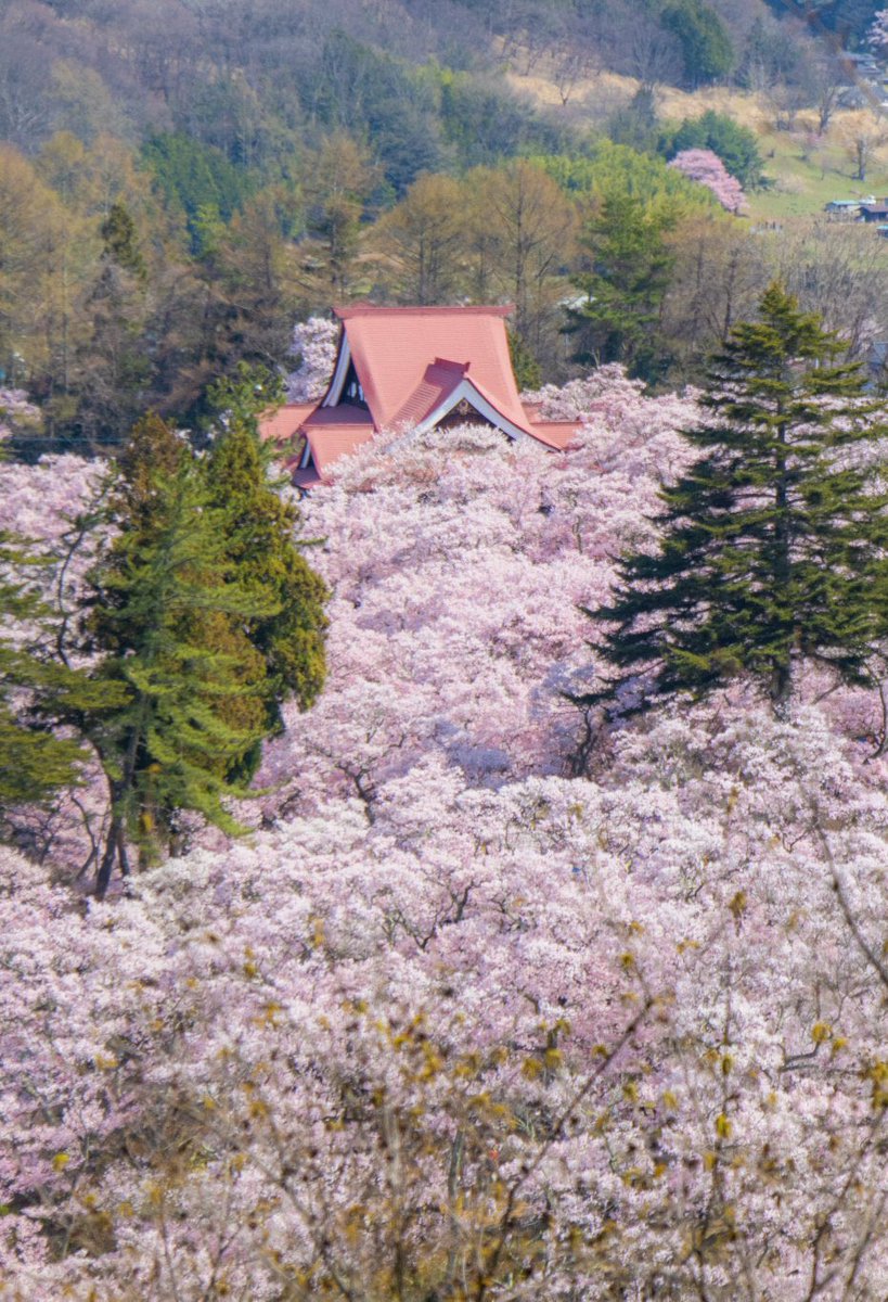 リジス tweet media