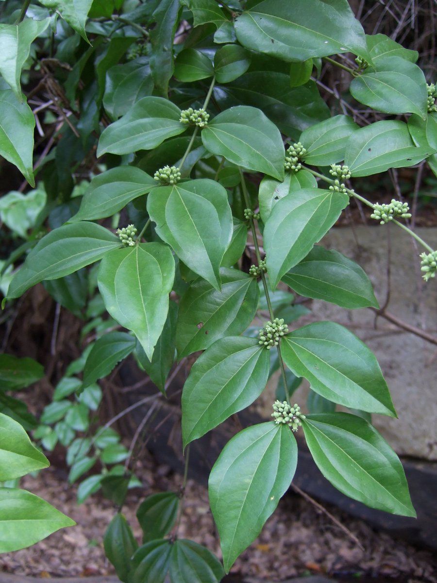 Tomoki SANDO tweet media