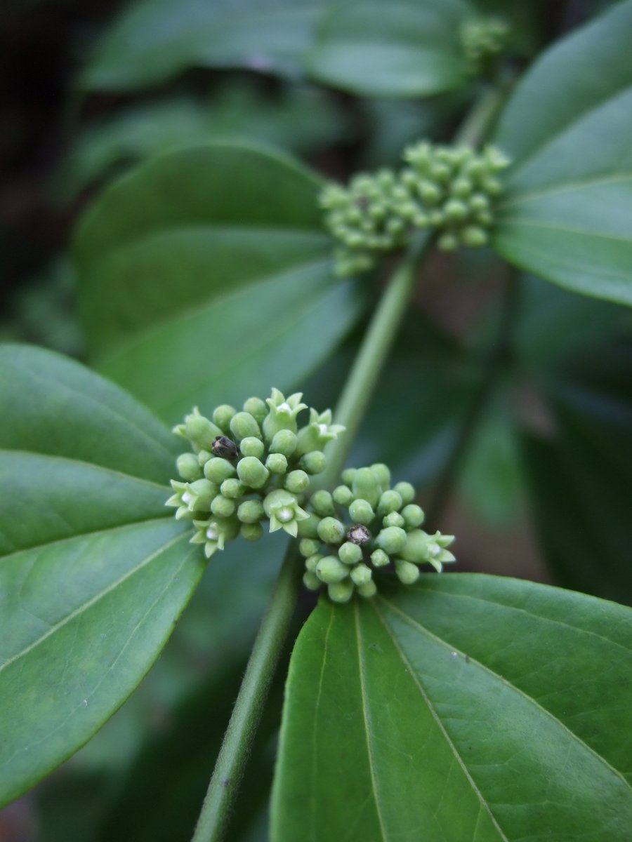 Tomoki SANDO tweet media