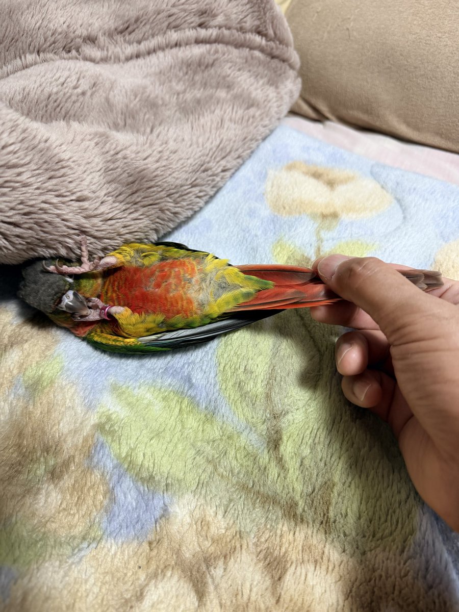 drag_on_juichi's tweet photo. インコの茶柱が
ゴロゴロしてる😆

レンゲのようでもある🍜 https://t.co/AHEzFVYcGC
