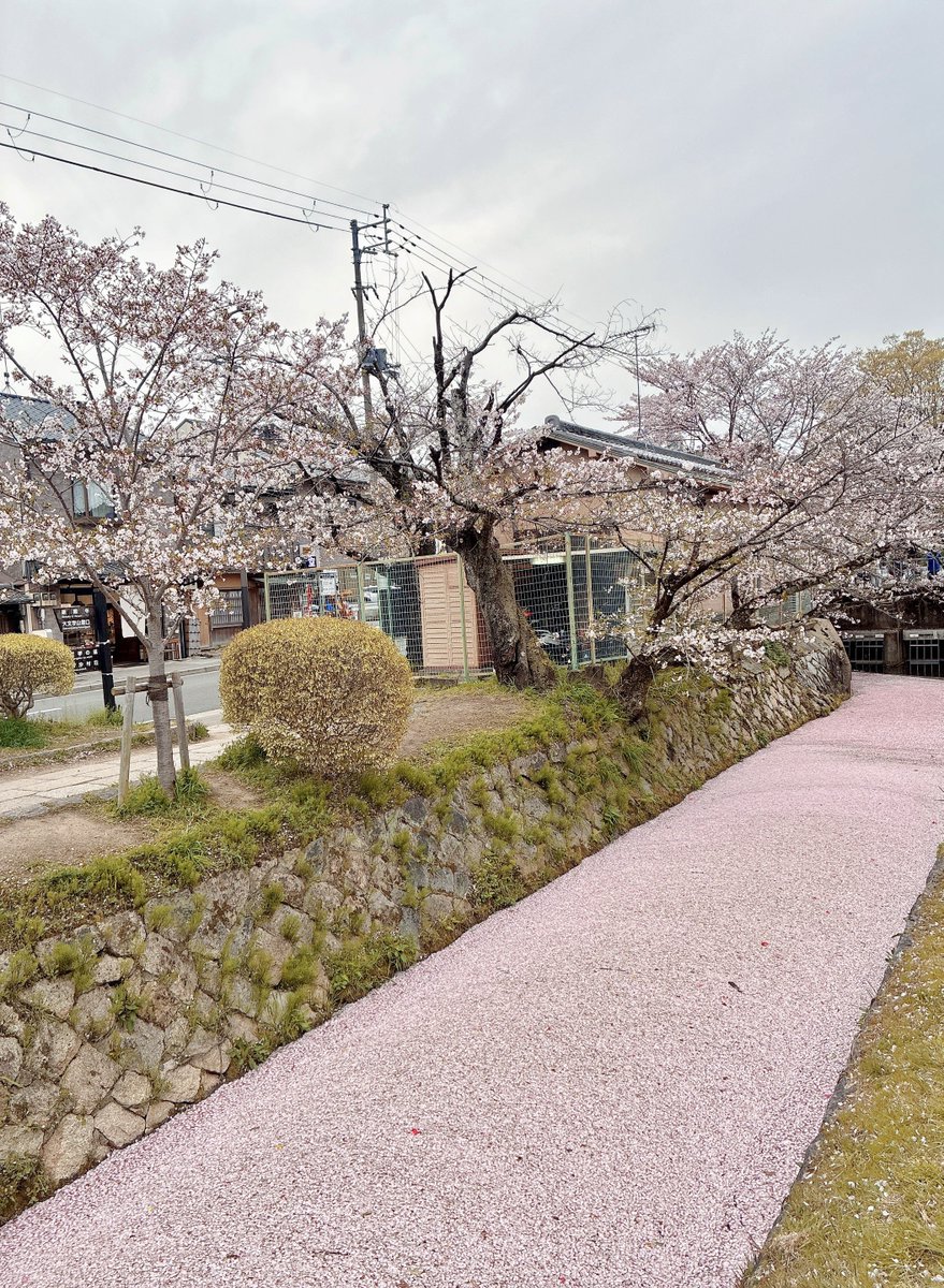 花村 あすか tweet media