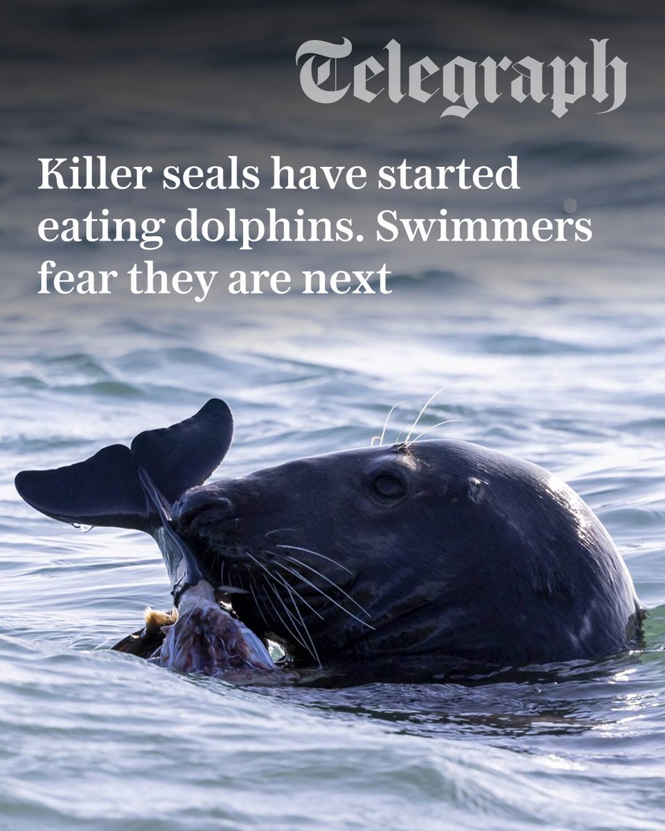 The Telegraph tweet media