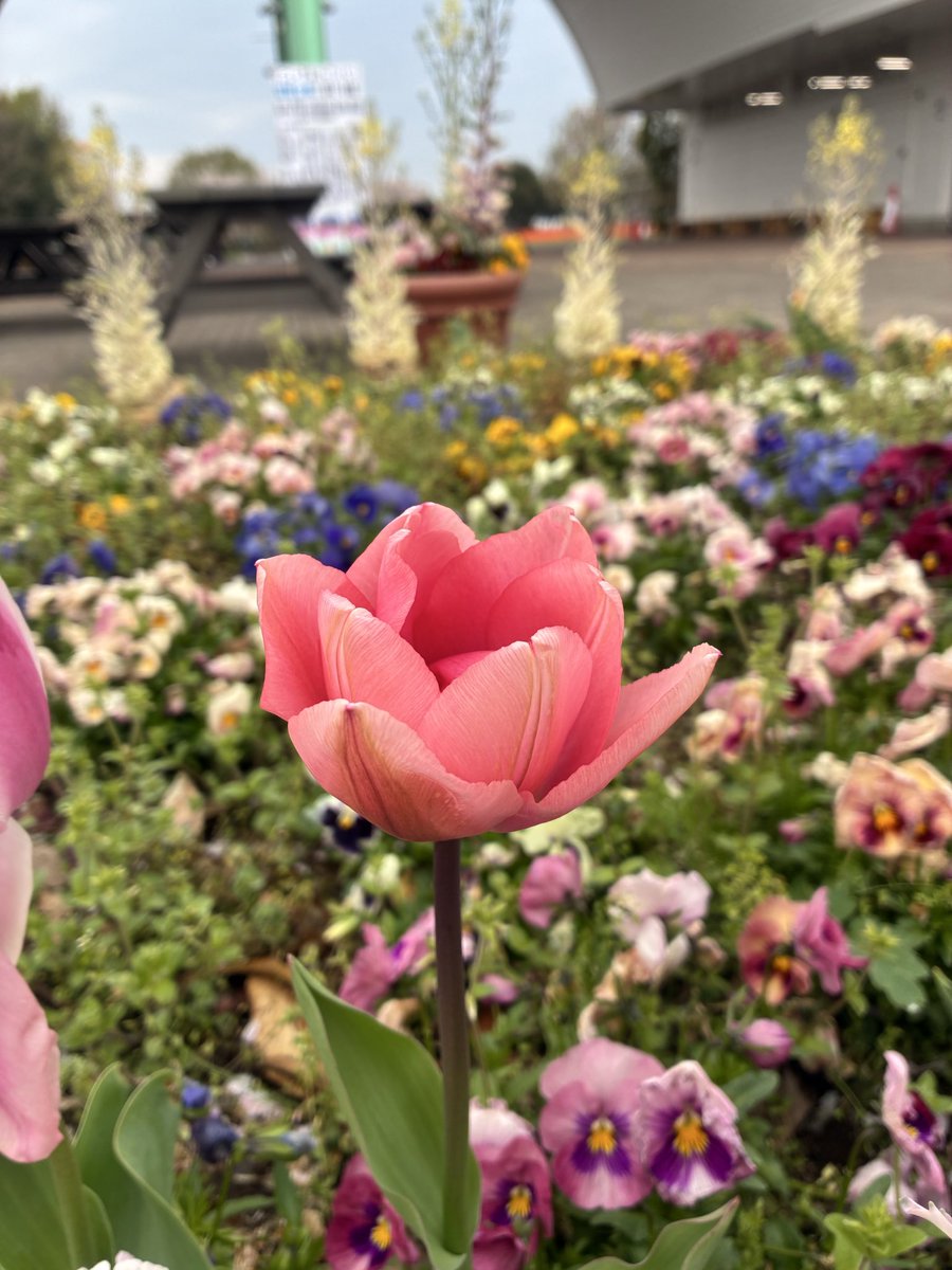 nishidayukio1's tweet photo. 花が満開ですね https://t.co/eV0XyDAbWX