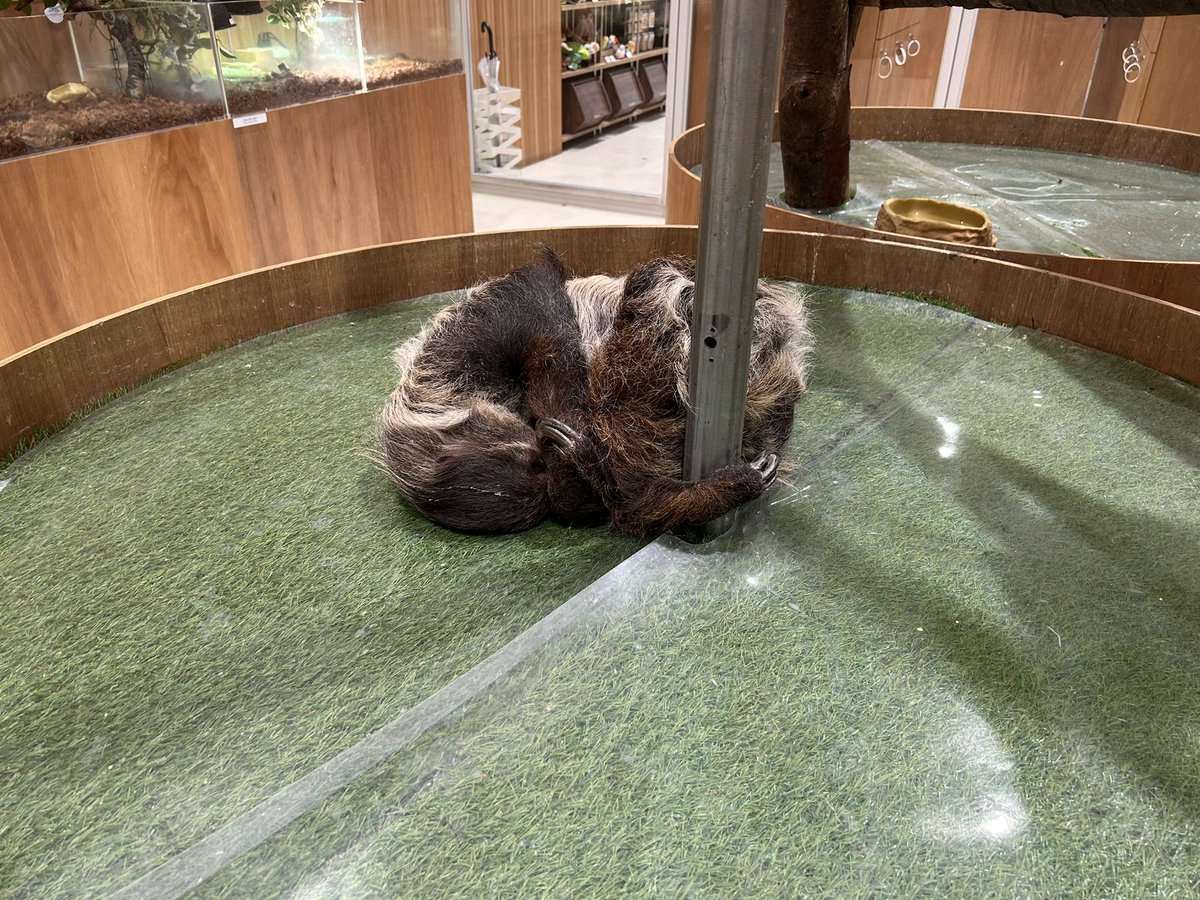 プロセックスピア二スト・マンブエ・ッペ tweet media