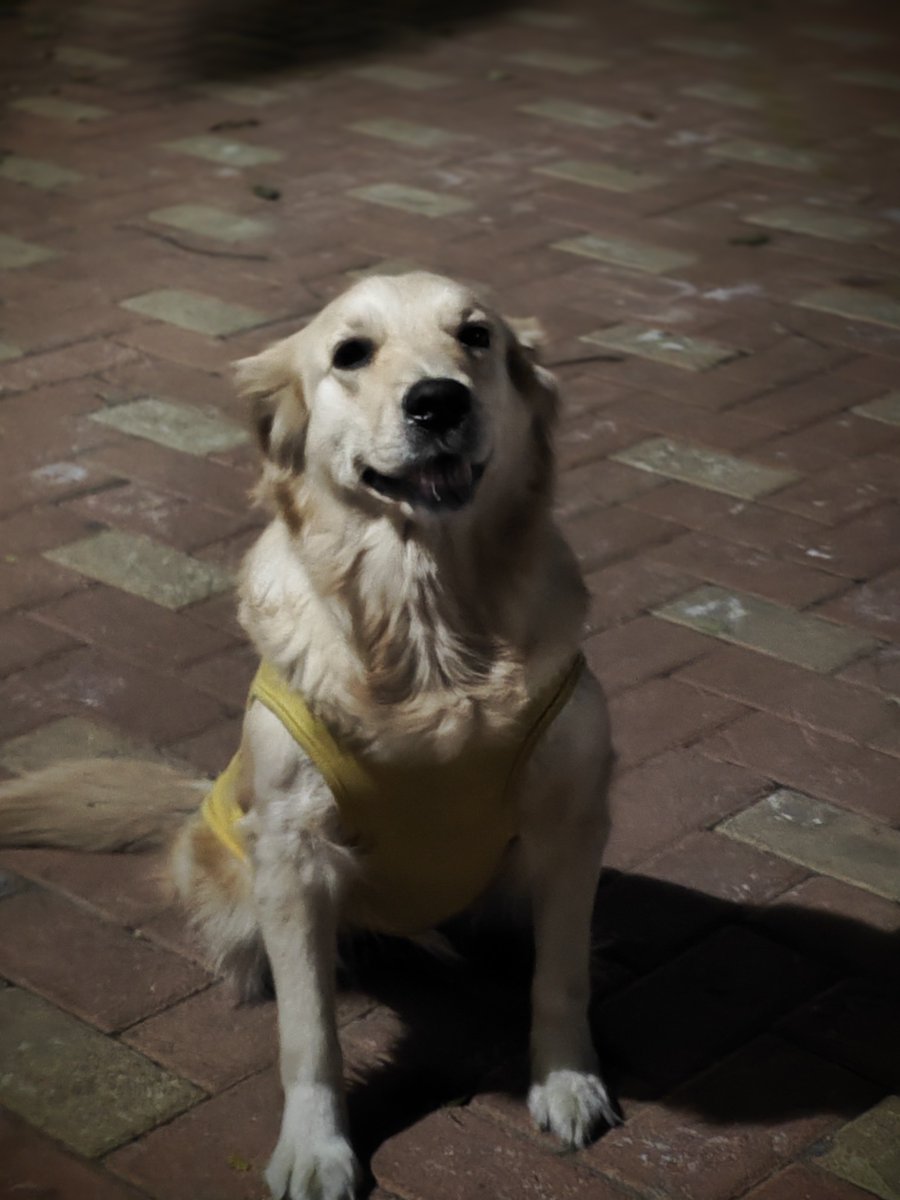 ritchieroyal tweet media