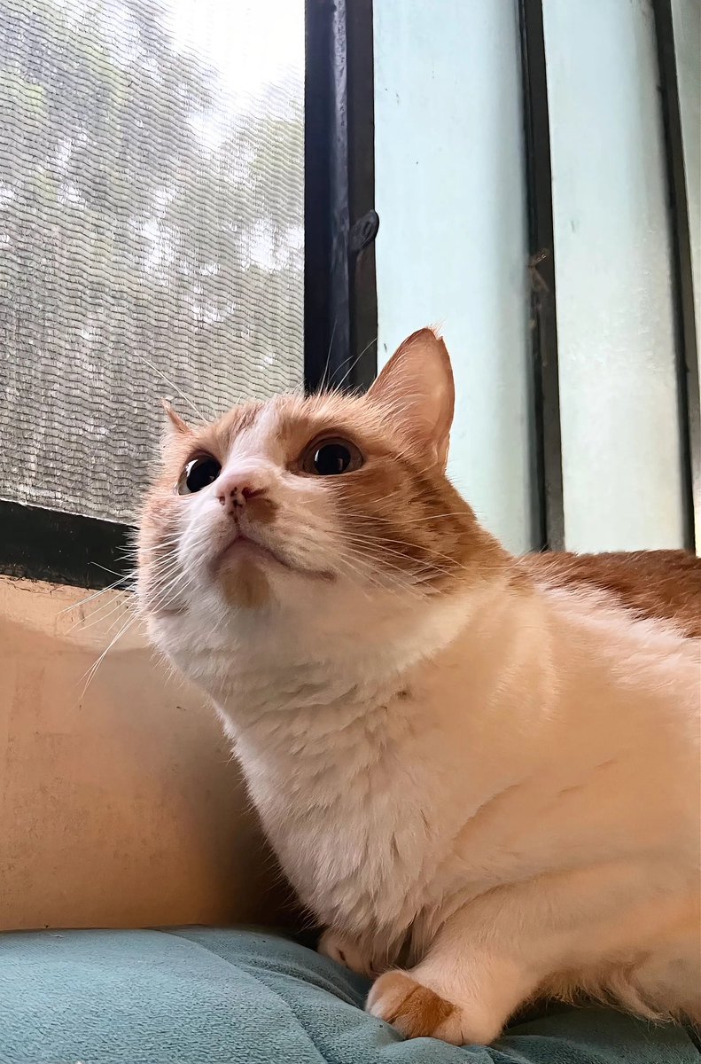 𝒞𝒽𝒾𝓏𝓊 /智津 tweet media