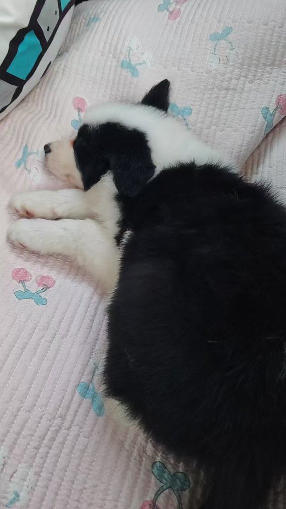 #しえるれたー
しえるん、こんばんは
新しい犬を飼い始めたんだけど、名前を何にしようか悩んでて、ずっと考えてたけど全然決まらないんだ…
犬に名前をつけるのを手伝ってください！