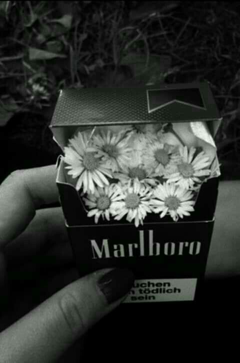 Le ha dejado unas flores que recogió en el bosque a <a href="/IlSweetDeath/">ＡＺＲＡＥＬ ᔆˡᵒʷ ʳᵉᵖˡⁱᵉˢ</a>.