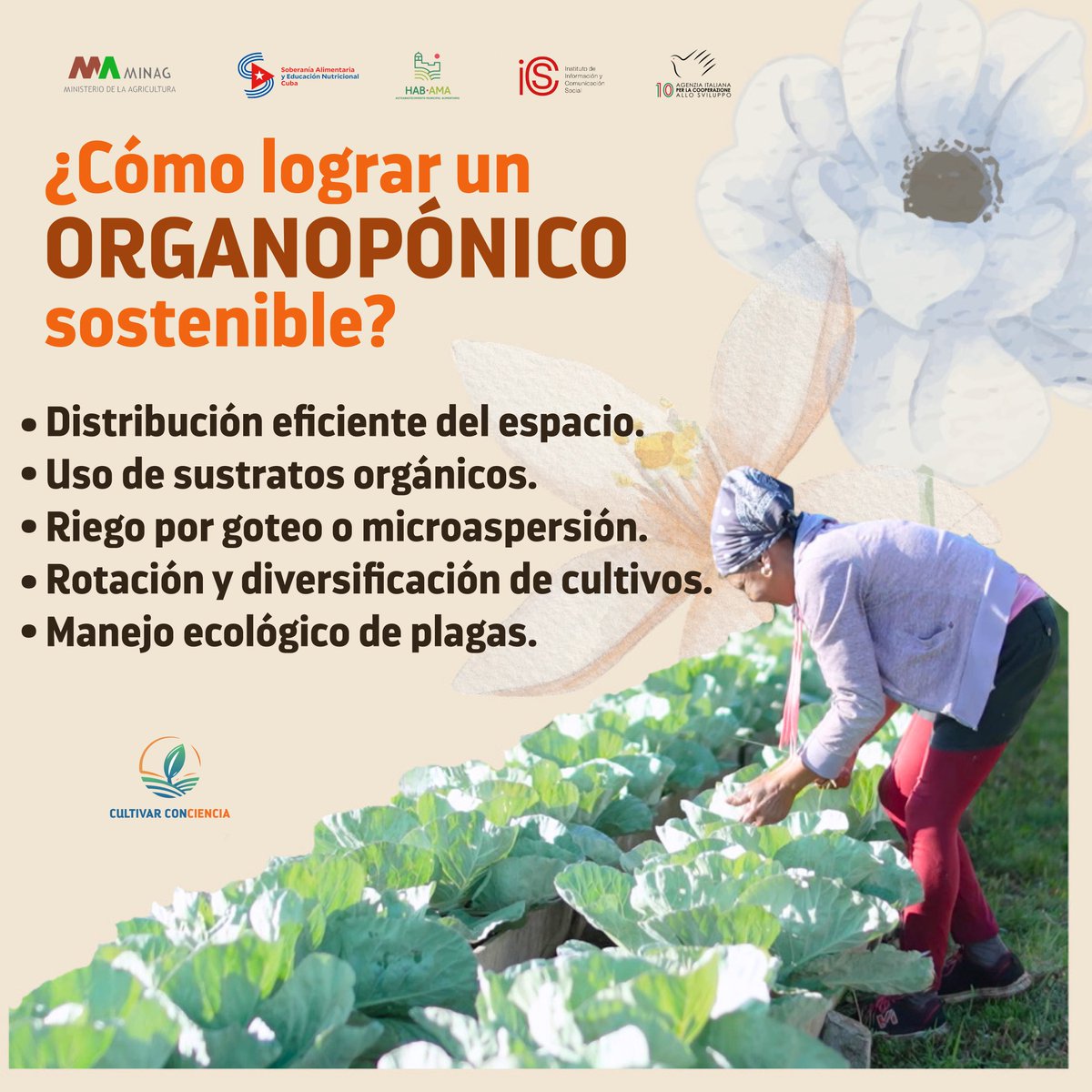 Los organopónicos contribuyen a la producción local de alimentos, reducen la dependencia de insumos externos y promueven prácticas agroecológicas que protegen el suelo y agua. 
🔸¿Cómo lograr que estos espacios sean sostenibles?  Les ofrecemos algunos elementos. 🌱🥬🍅🫑
#Cuba