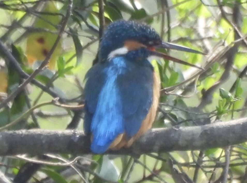 もりハピ♪ 鳥とグルメと tweet media