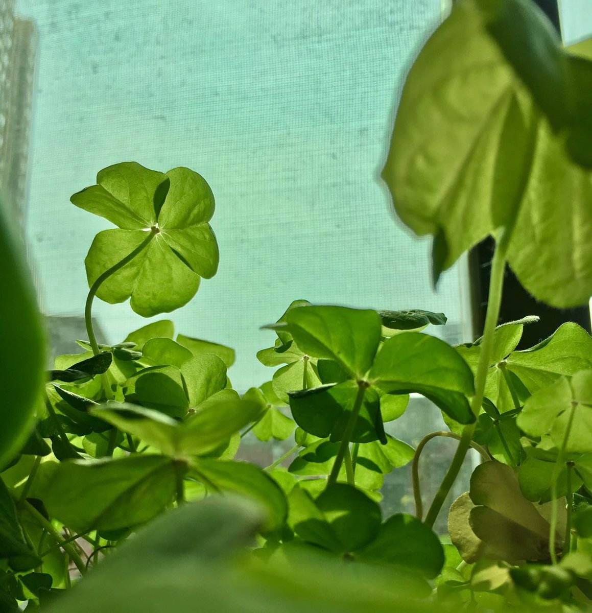 amanda owens tweet media