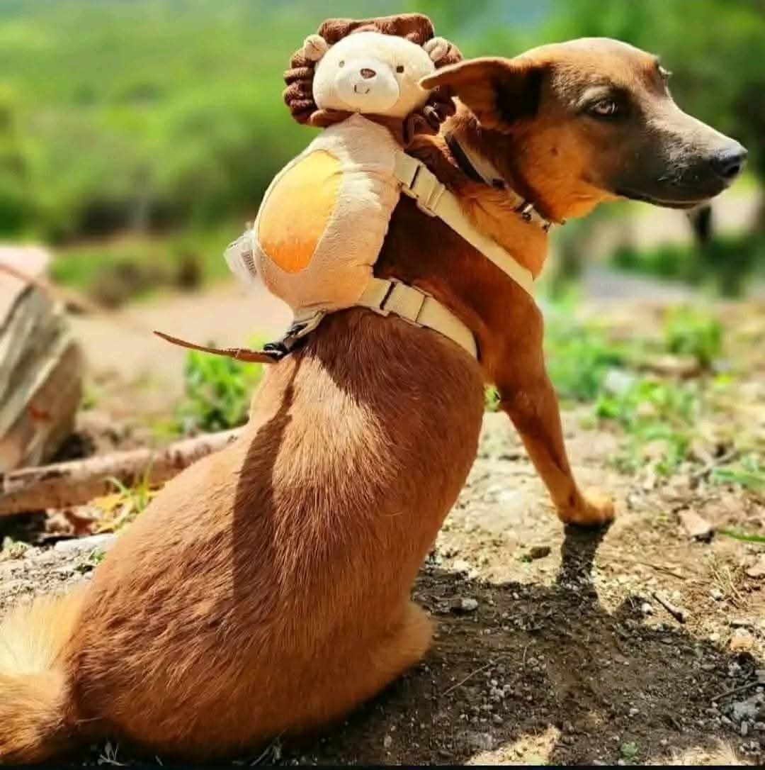 El Universal Oaxaca tweet media