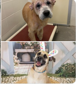 Furever Homes Dog Rescue of SETX tweet media