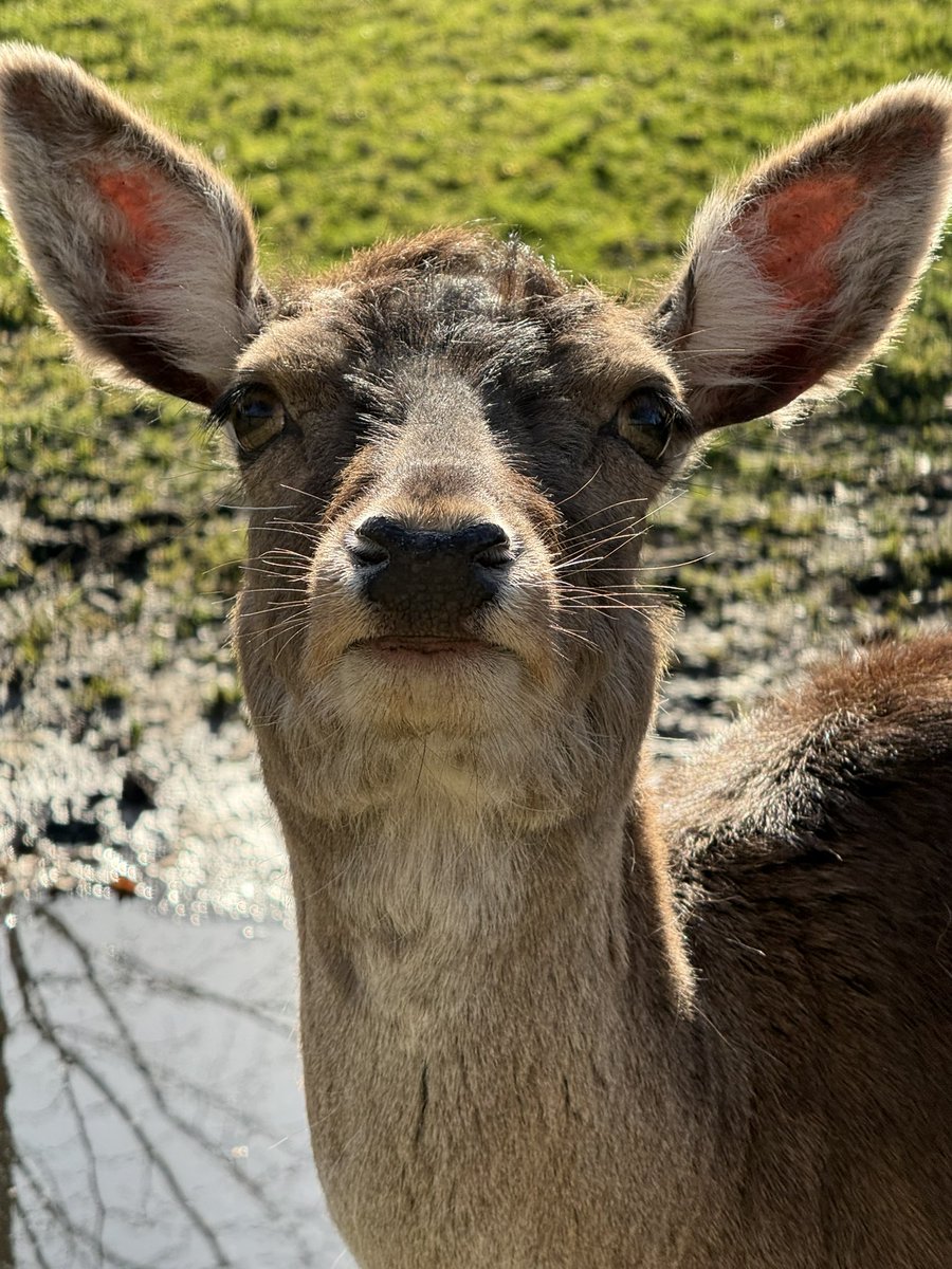 .Jack ⊬🦌🔥 RW + PINKPOP tweet media