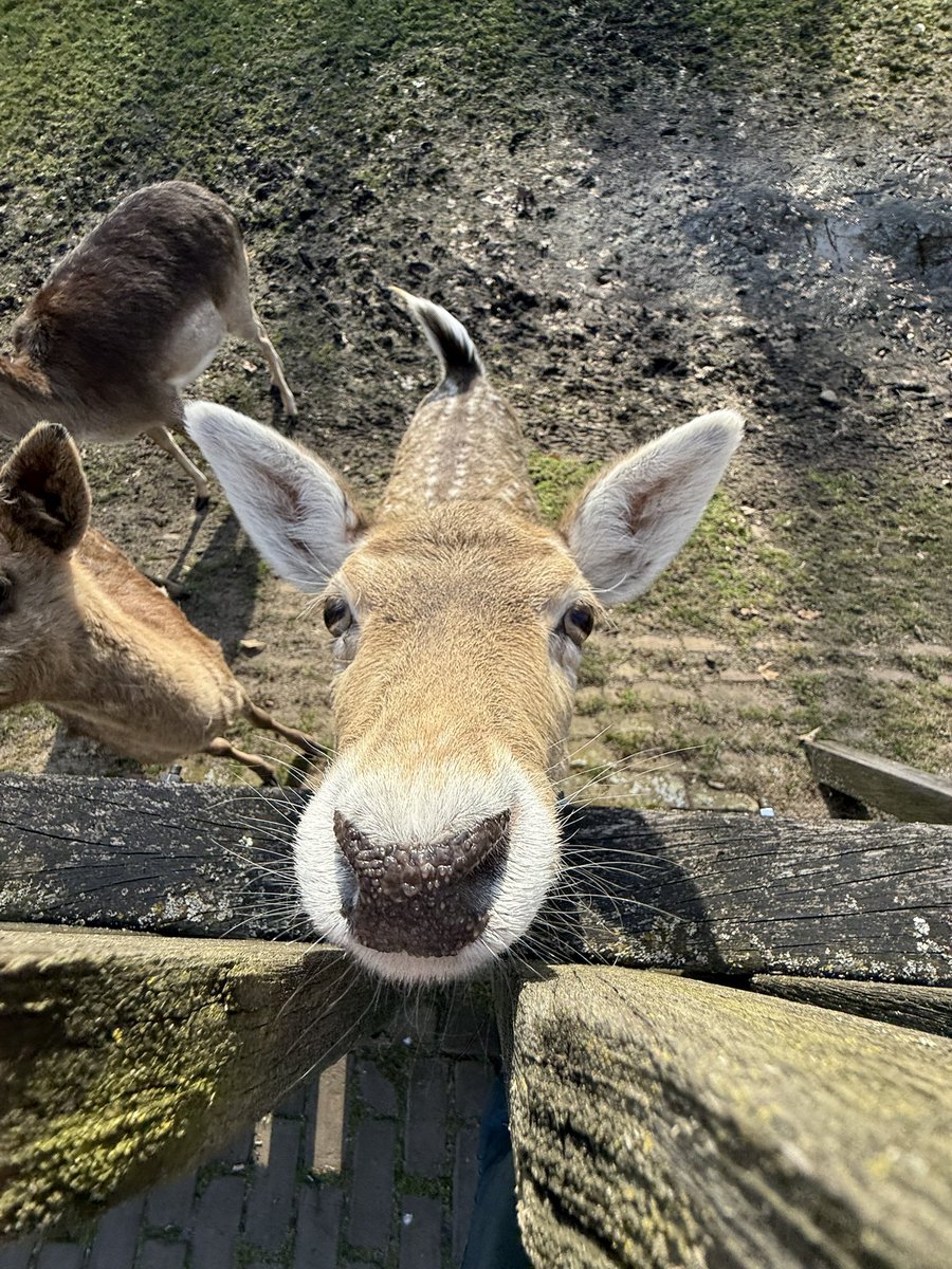 .Jack ⊬🦌🔥 RW + PINKPOP tweet media