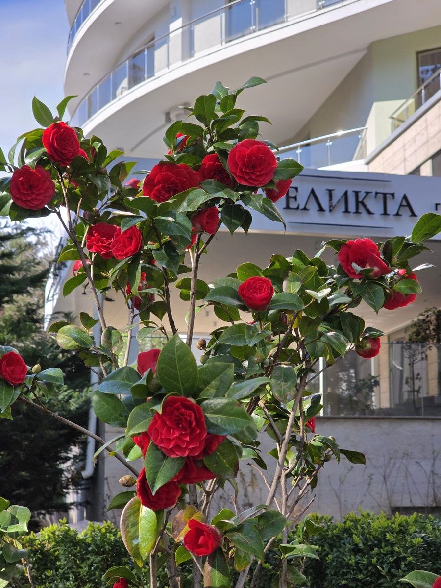 temsu_walling tweet media