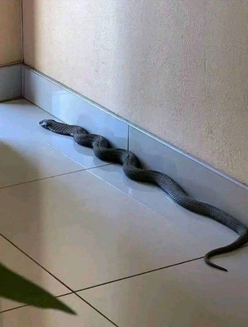 MAESTRO 🎭 tweet media