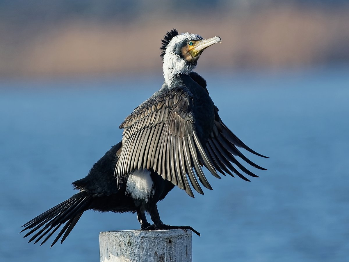 beingmyself_25's tweet image. Im Prachtkleid (Brutkleid) zeigt der Kormoran ein glänzend schwarz-bronzenes Gefieder mit markanten weißen Schmuckfedern an Kopf, Nacken und Schenkeln. 
#Kormoran #Natur #TiereInFreierNatur #Aartalsee #LDK