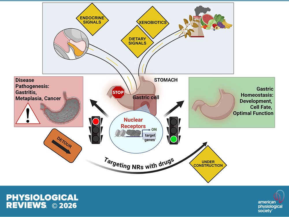 Physiological Reviews tweet media