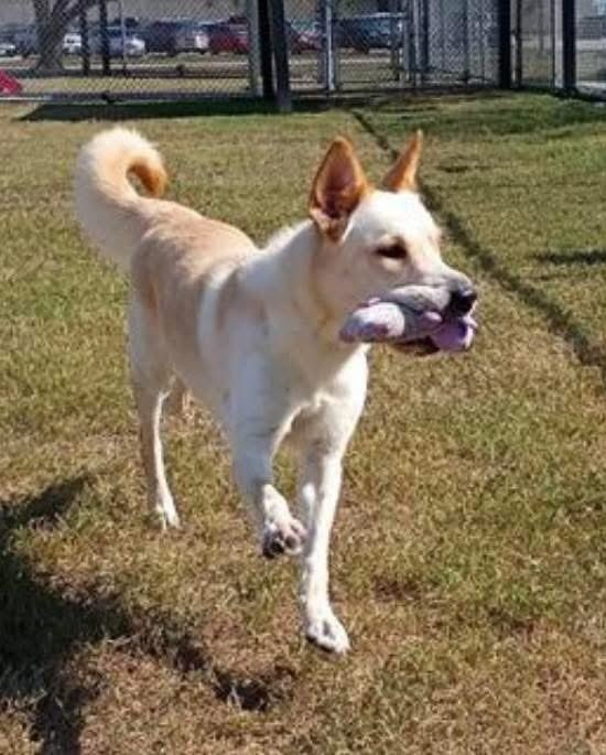 Furever Homes Dog Rescue of SETX tweet media