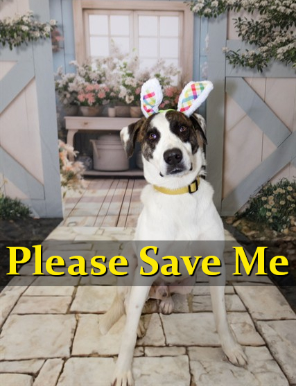 Furever Homes Dog Rescue of SETX tweet media