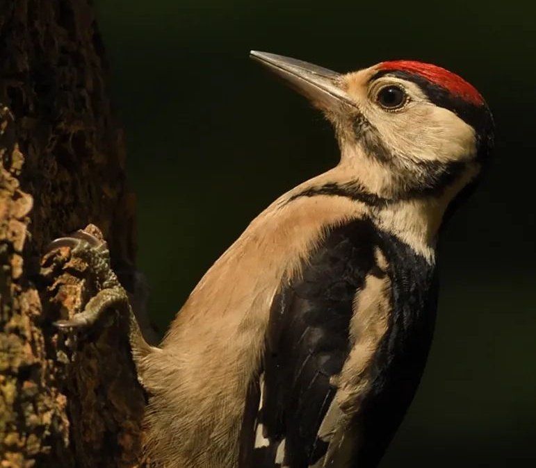 DeKikker72's tweet image. Fijne avond ☘️

#camer_A_pril  #detail  #dag6