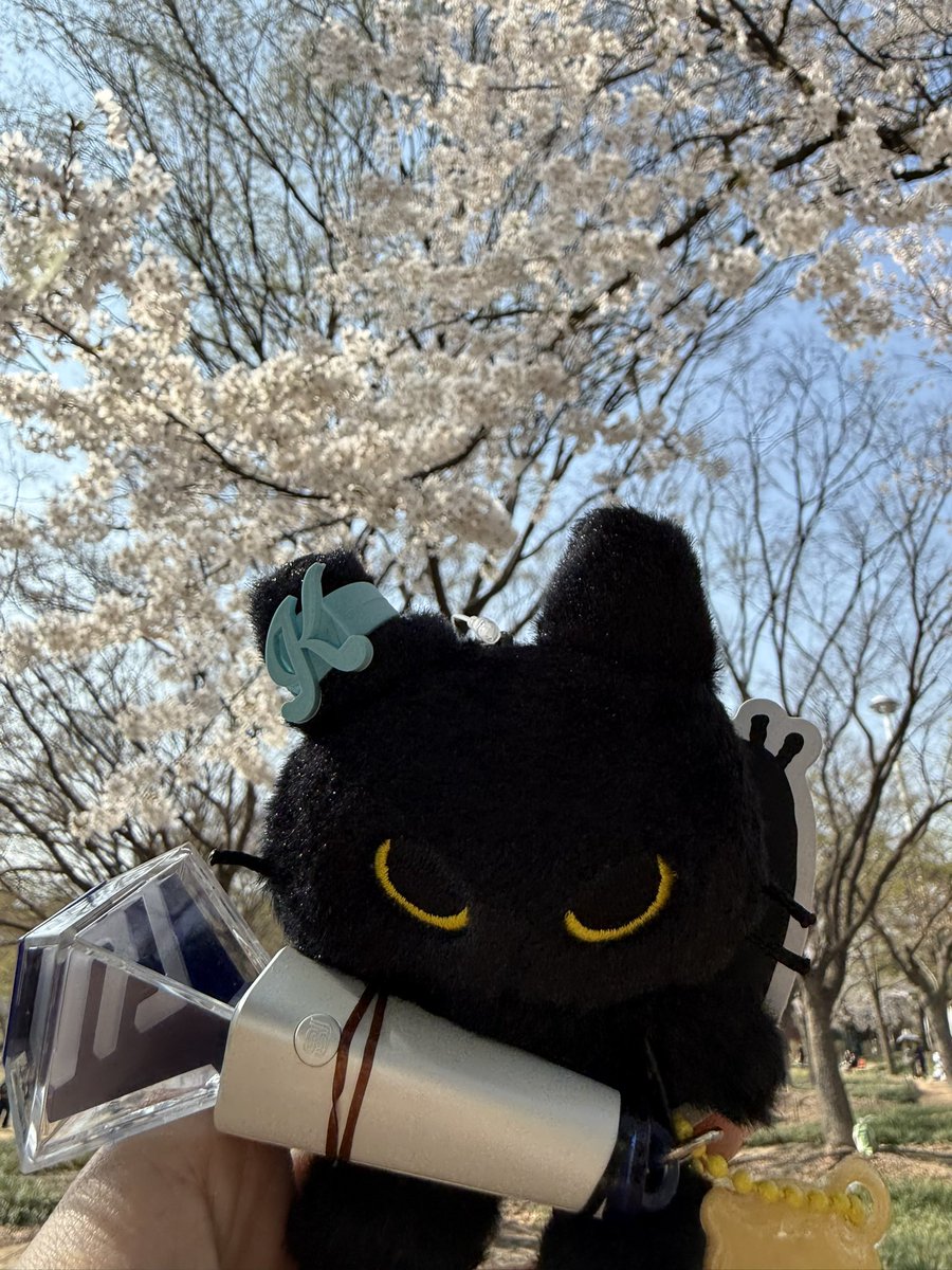スパショ10アンコン3連チャンでしたが、初日は写真撮り忘れたし、2日目3日目は撮ったものの会場で電波繋がらずリアタイ投稿ができなかったので本日供養。桜もめちゃ綺麗だった！