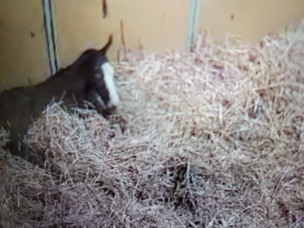 おかにゃん tweet media