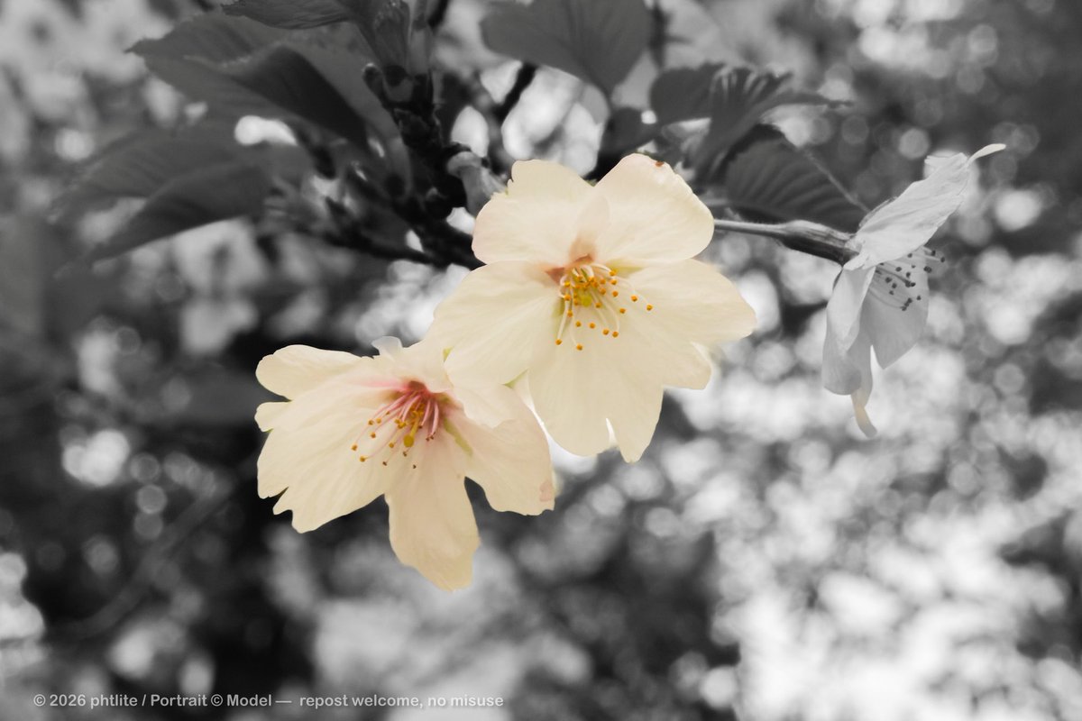 milklite tweet media