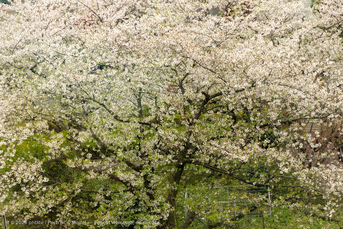 milklite tweet media