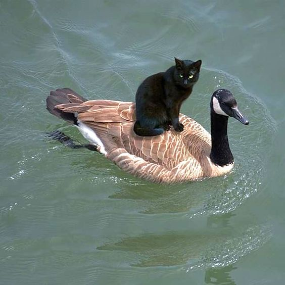 けいこ tweet media