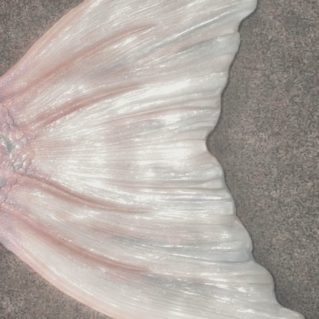 にゃん tweet media