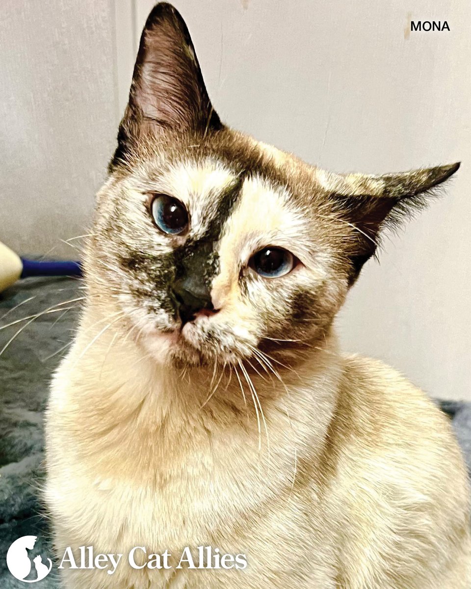 Alley Cat Allies tweet media