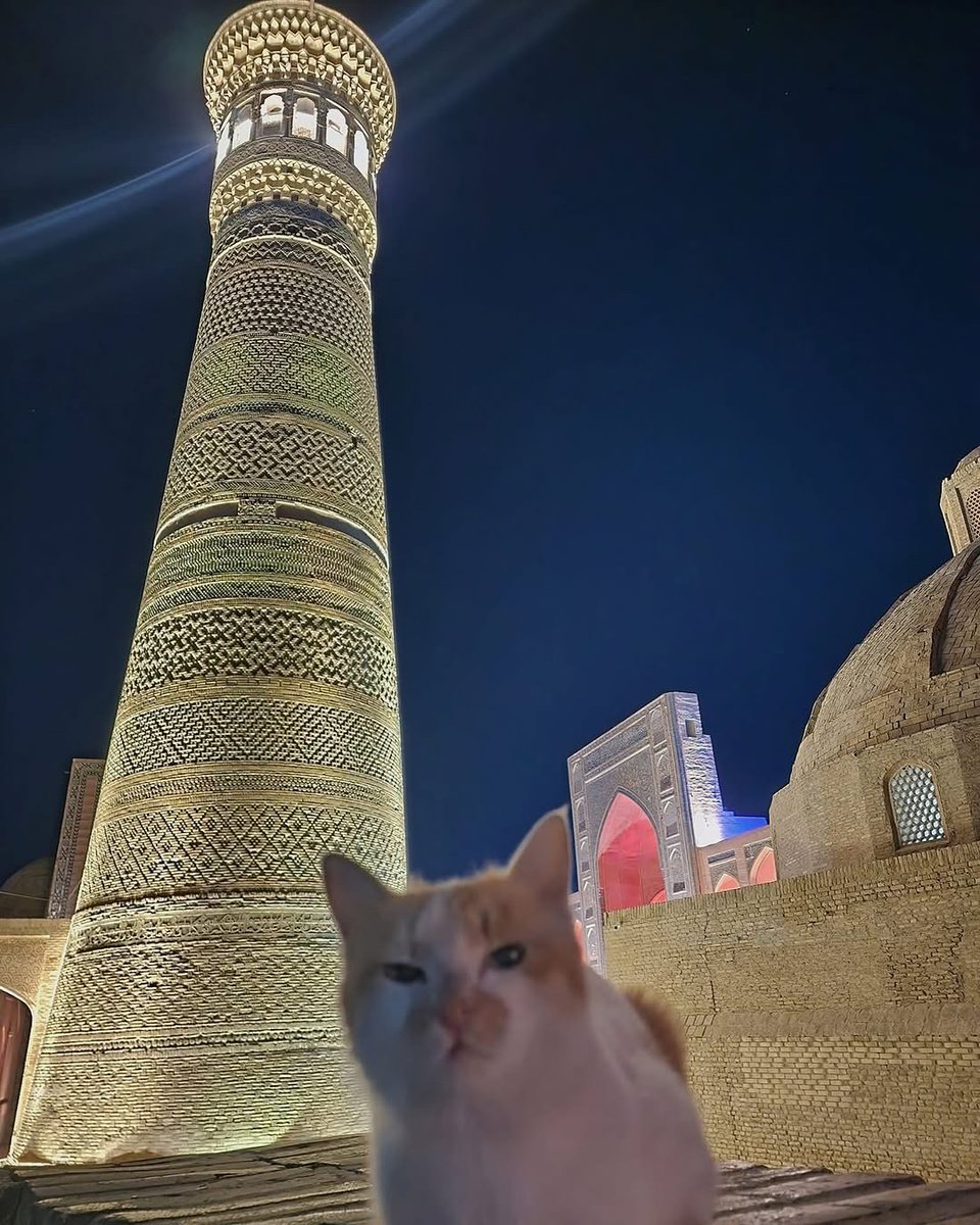 No Cats No Life tweet media