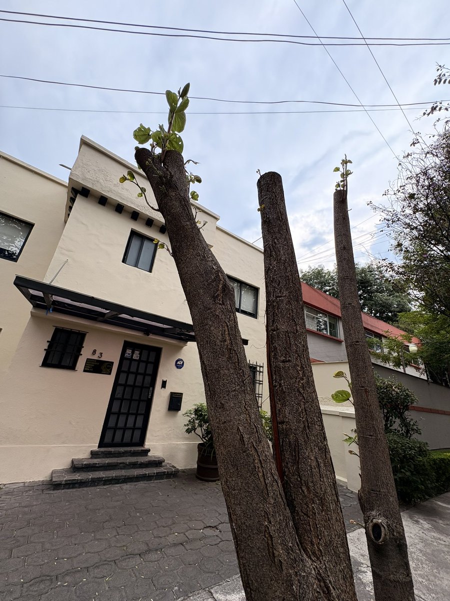 Crédito Constructor tweet media