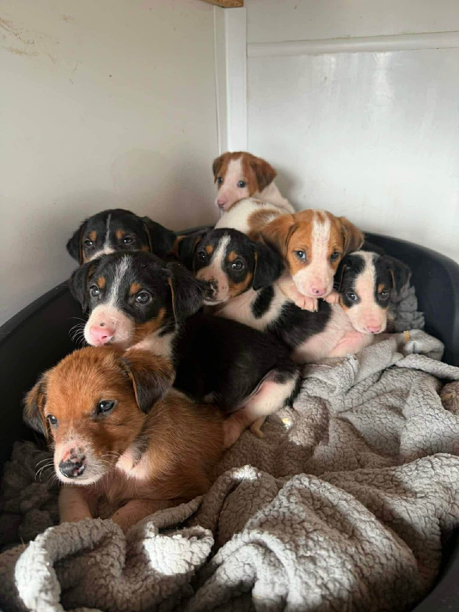 Animal Adoptions UK 🐕🦺🐈🐎❤️ tweet media