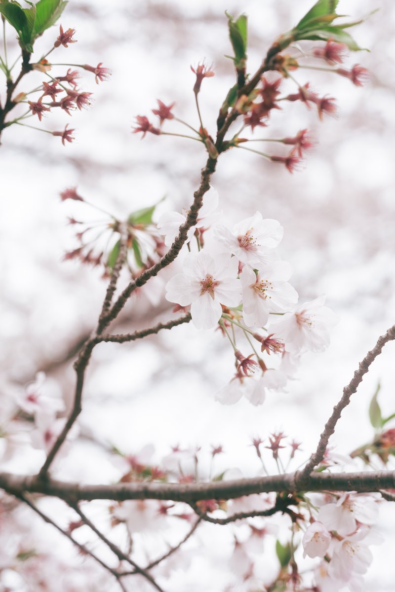 RY0M33's tweet photo. 2026🌸 https://t.co/yn1ANS6stS