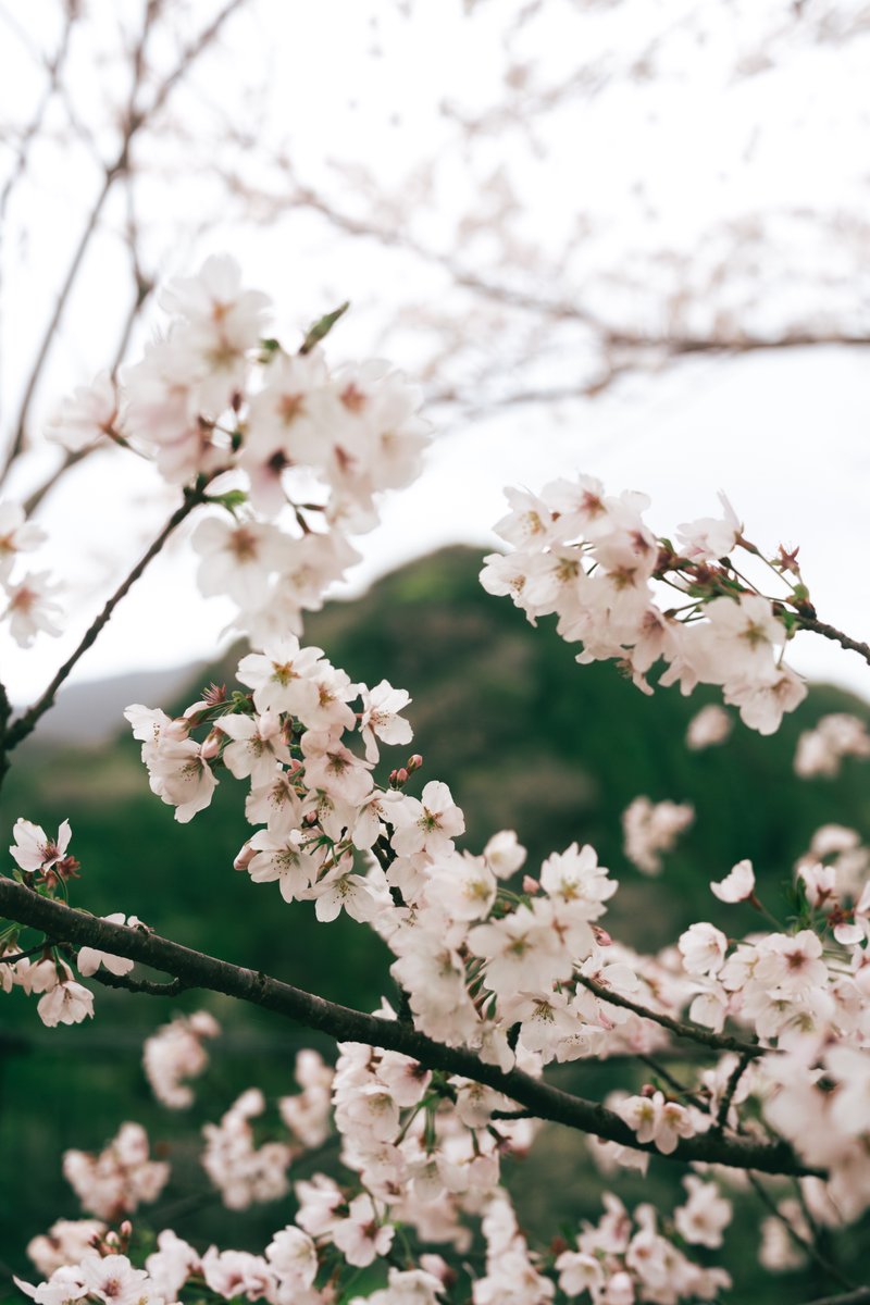 RY0M33's tweet photo. 2026🌸 https://t.co/yn1ANS6stS