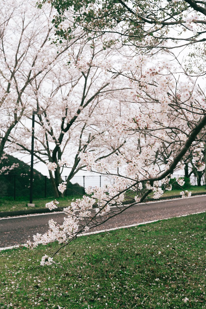 RY0M33's tweet photo. 2026🌸 https://t.co/yn1ANS6stS