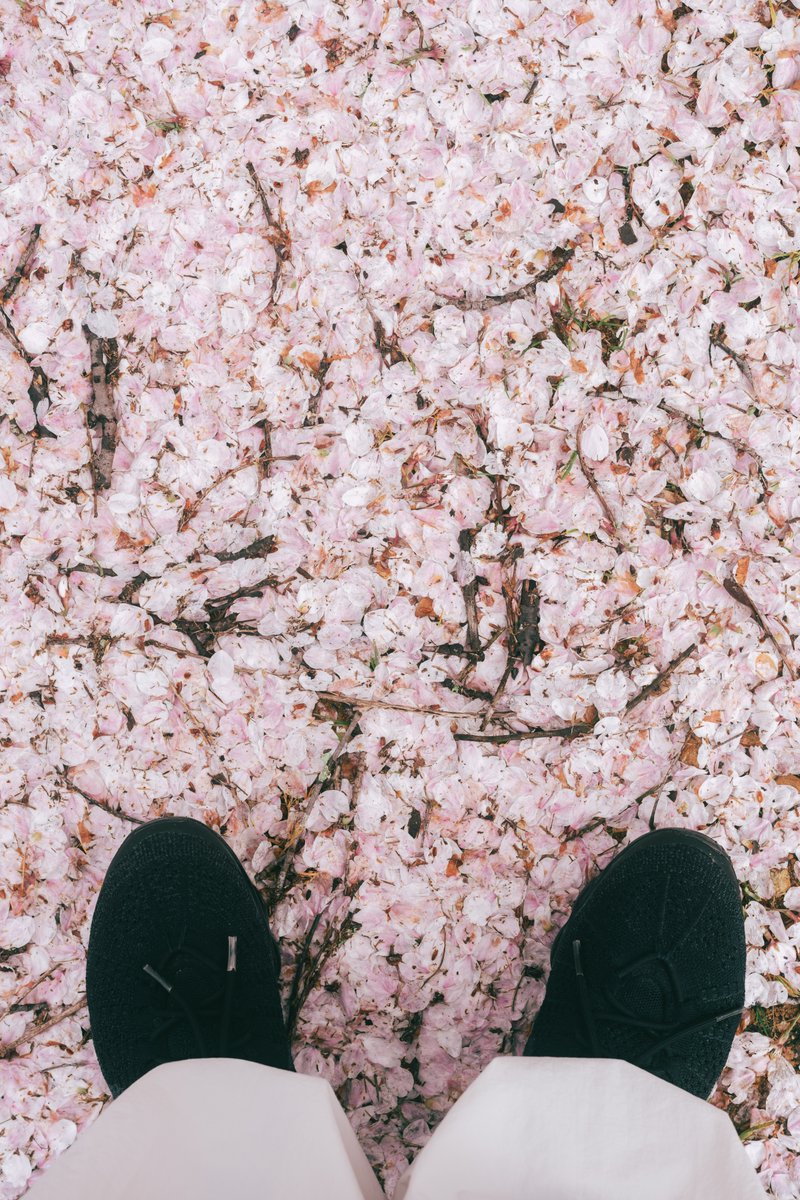 RY0M33's tweet photo. 2026🌸 https://t.co/yn1ANS6stS