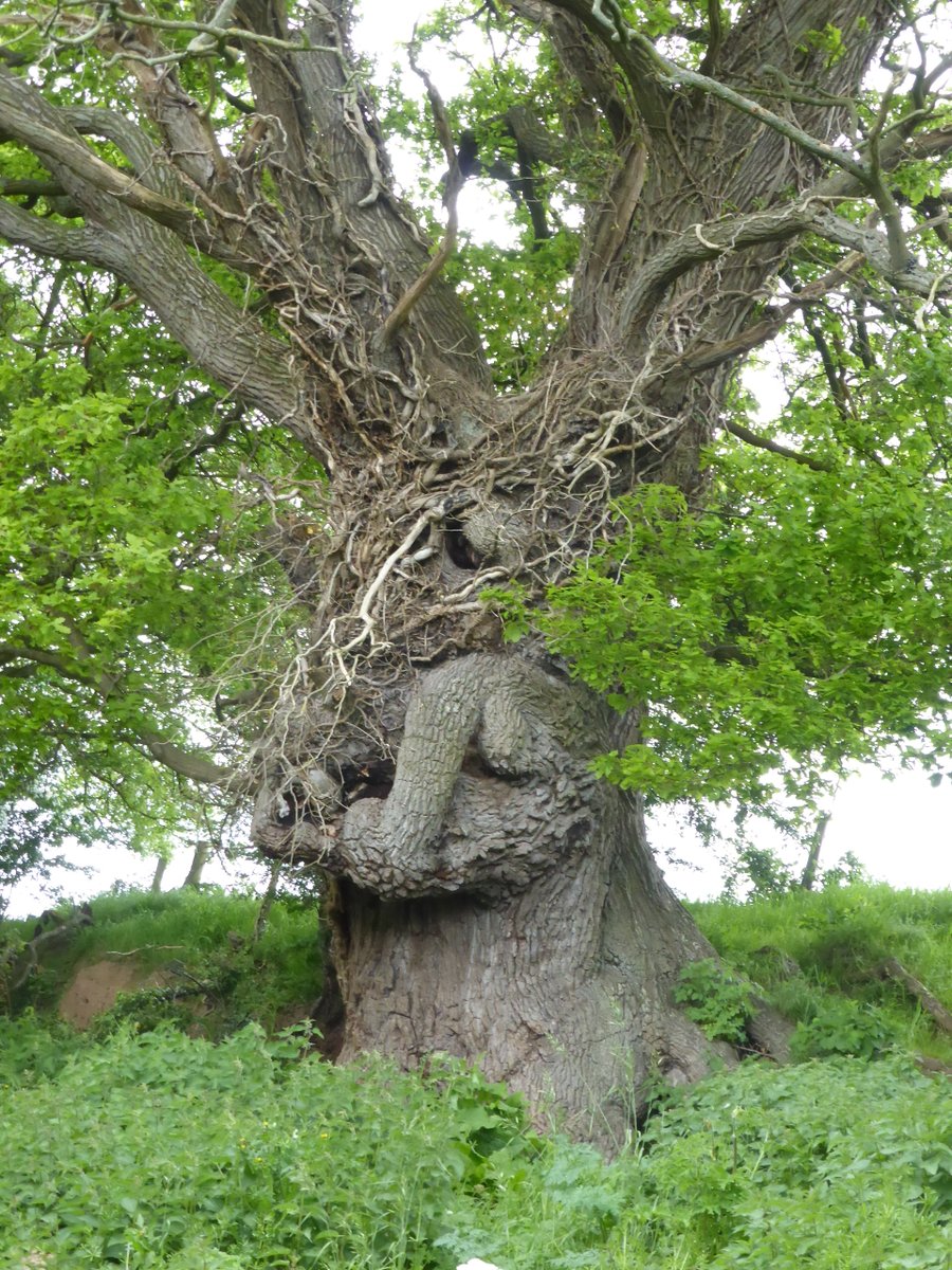 Nicky Geeson 🍃💚🍃💧🧭 tweet media