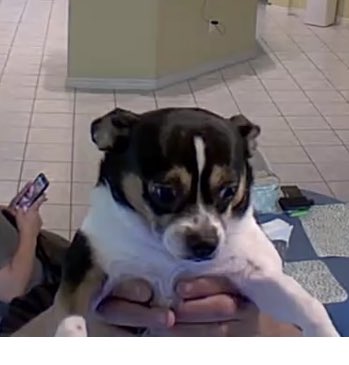 to bee or not to bee tweet media