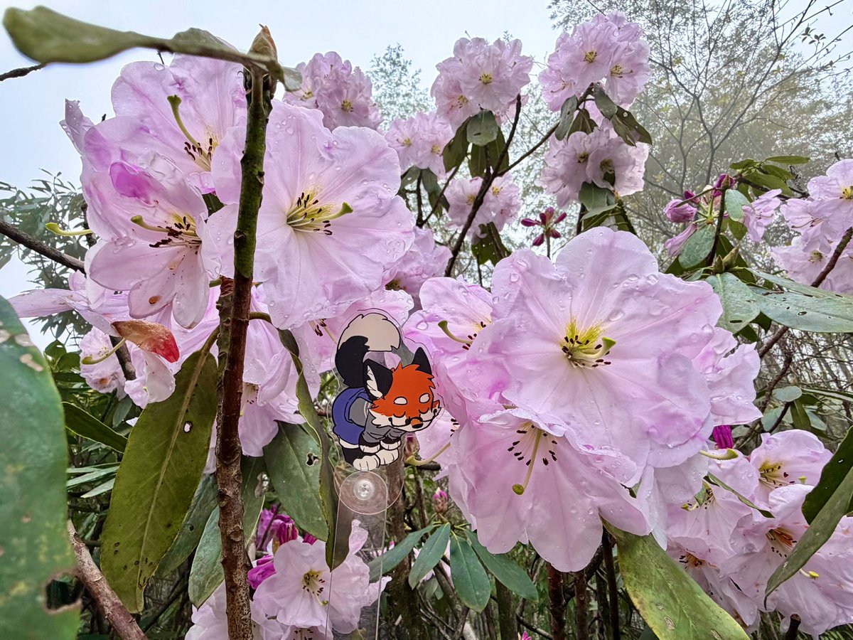 大坏狐狸 tweet media