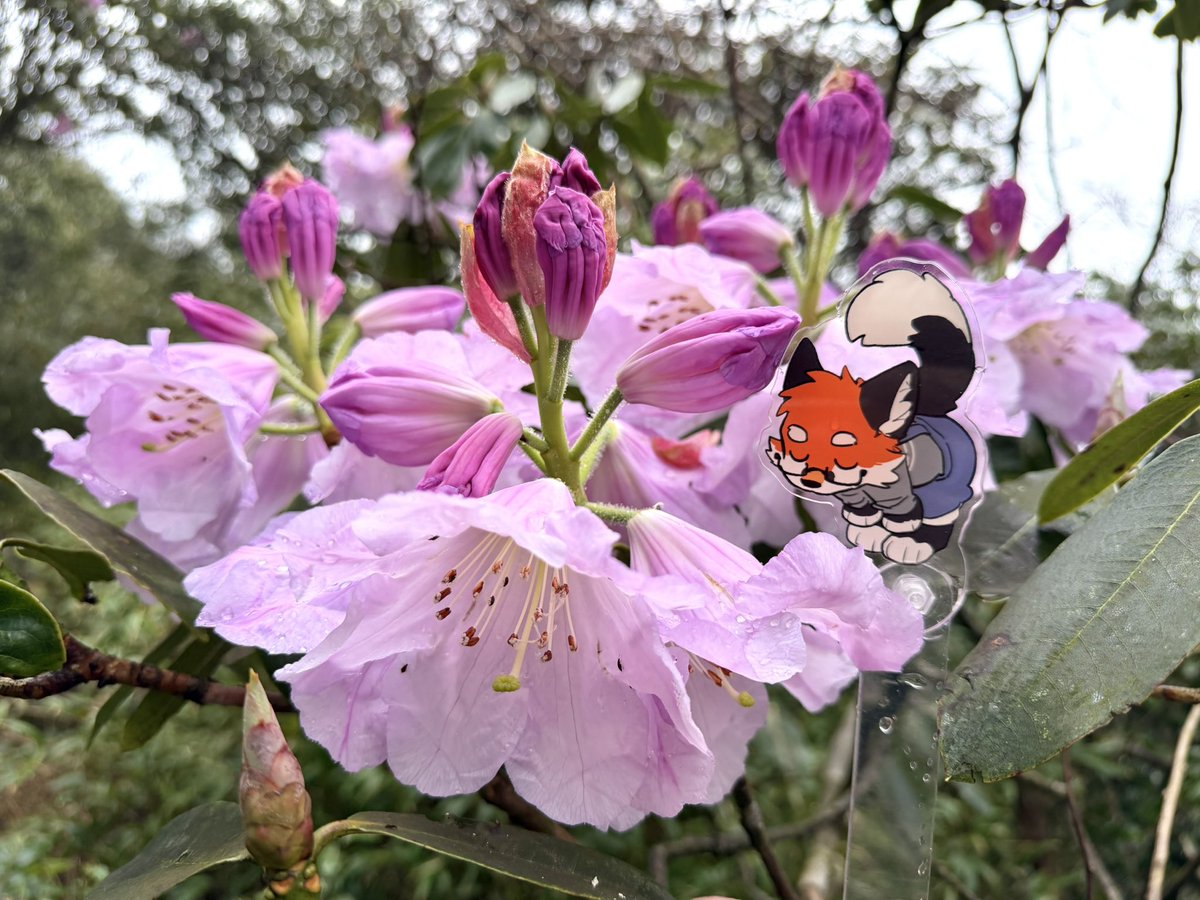 大坏狐狸 tweet media