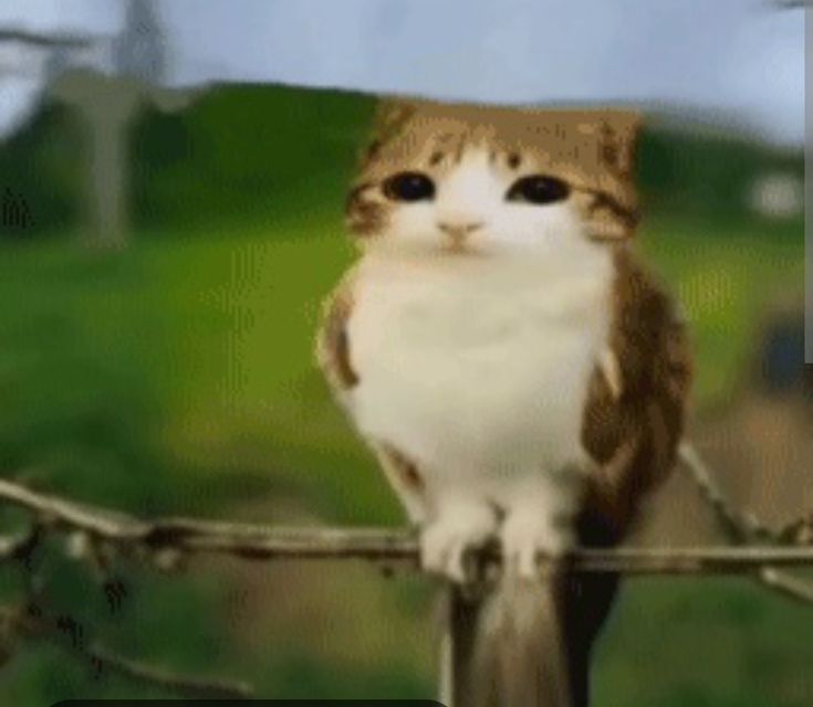 DionAndreC 🍉 | CONCLAVEPILLED tweet media