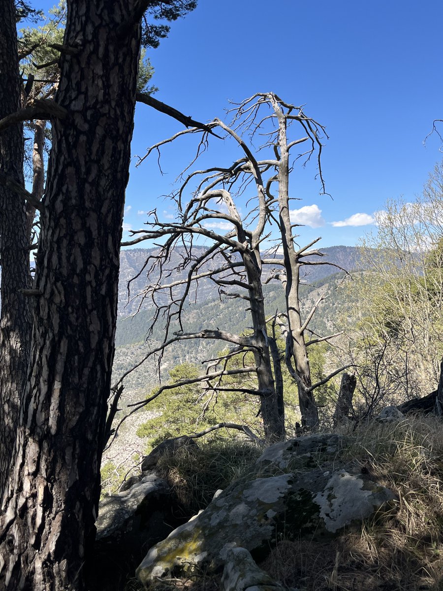 Demilune83 tweet media