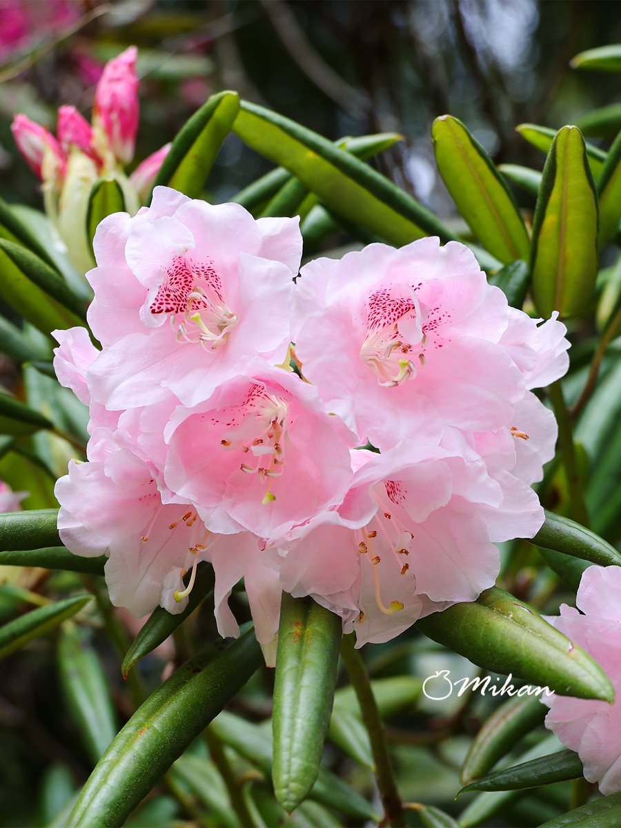 🍊夏みかん🎀 tweet media