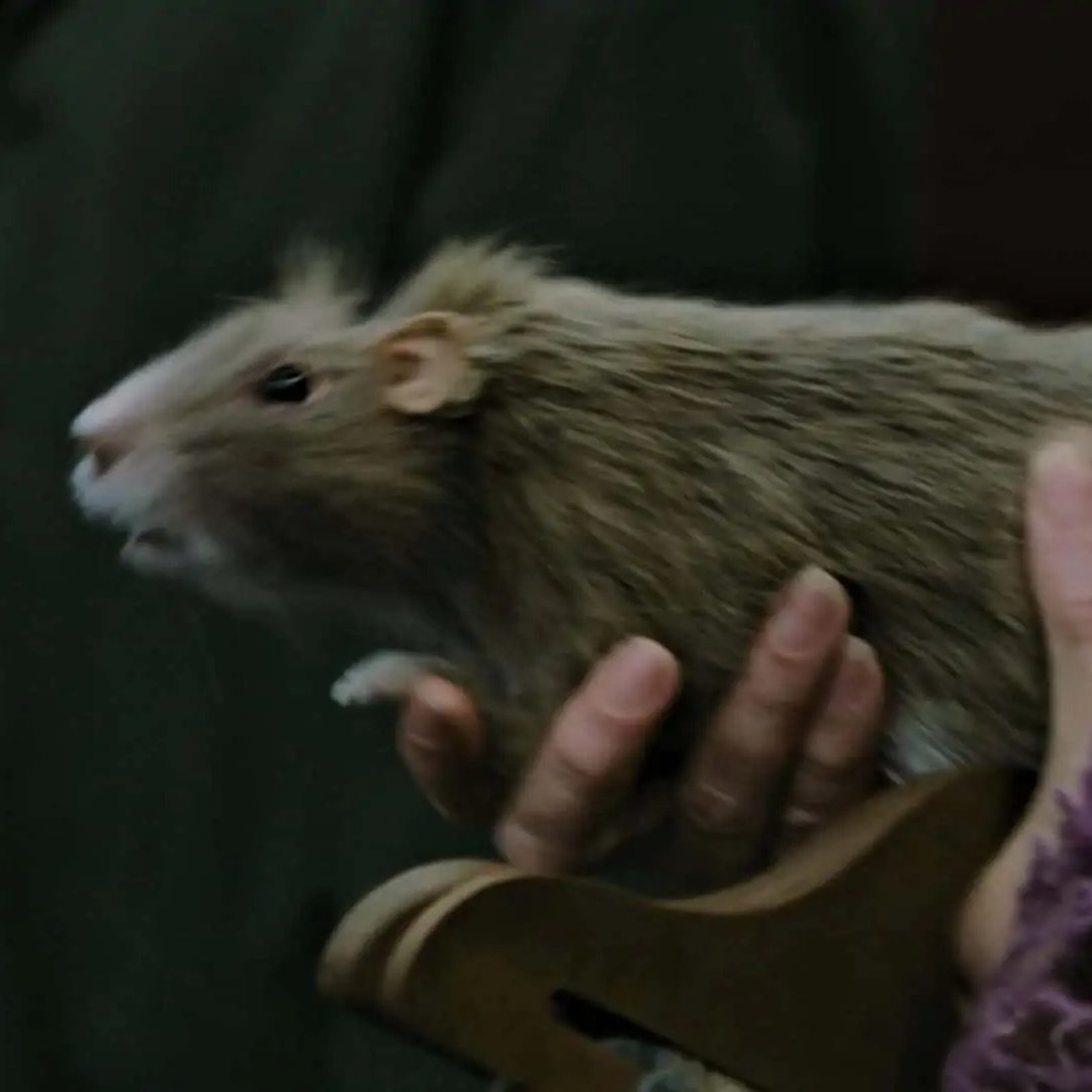 Multiverso Potter tweet media